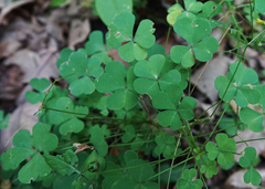 Oxalis stricta