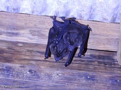 Phyllostomus hastatus