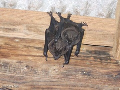 Phyllostomus hastatus
