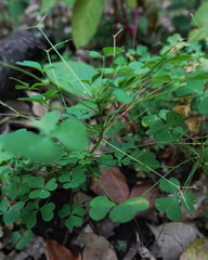 Oxalis stricta