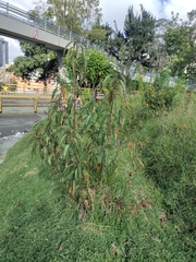Prunus persica