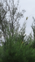 Pitangus sulphuratus