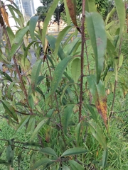 Prunus persica