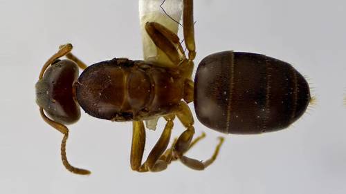 Shaded Fuzzy Ant