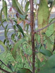 Prunus persica