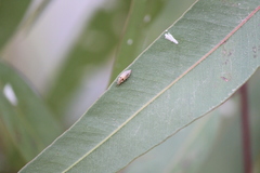 Eucalyptolyma maideni