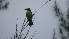 Pitangus sulphuratus