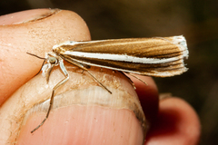Orocrambus siriellus
