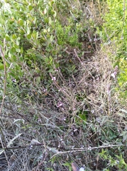 Verbena lasiostachys