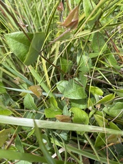 Platylobium obtusangulum