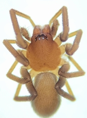Drassinella