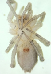 Drassinella