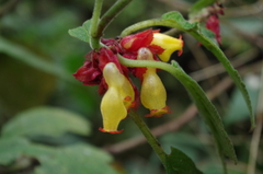 Drymonia teuscheri