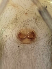 Drassinella