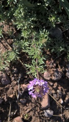 Glandularia mendocina