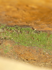 Flakea papillata
