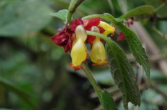 Drymonia teuscheri
