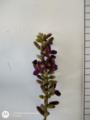 Lonchocarpus sanctuarii