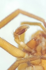 Drassinella