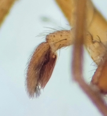 Drassinella