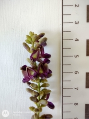 Lonchocarpus sanctuarii