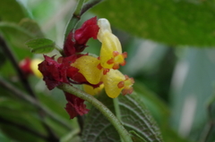 Drymonia teuscheri