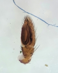 Drassinella