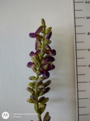 Lonchocarpus sanctuarii