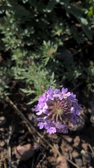Glandularia mendocina