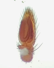 Drassinella