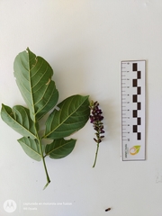 Lonchocarpus sanctuarii