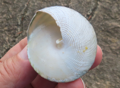 Tectus pyramis