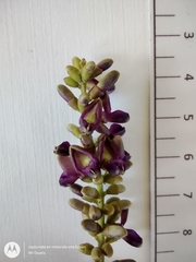 Lonchocarpus sanctuarii