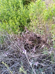 Verbena lasiostachys