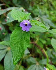 Browallia americana