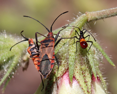 Aulacosternum nigrorubrum