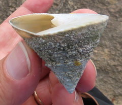 Tectus pyramis