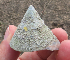 Tectus pyramis