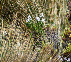 Valeriana microphylla