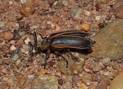 Polytomus marginatus