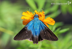 Thorybes egregius egregius