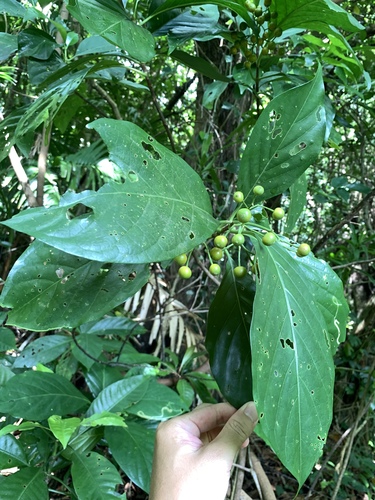 Image of Tarenna asiatica by (c) 呂一起(Lu i-chi), some rights reserved (CC BY)