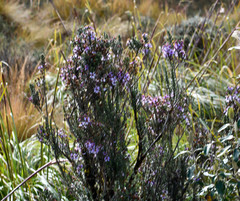 Diplostephium hartwegii