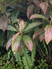 Miconia robinsoniana