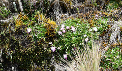 Hypochaeris sessiliflora