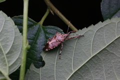 Eocanthecona furcellata