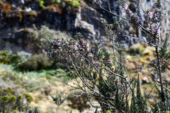 Diplostephium hartwegii