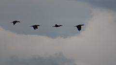 Nannopterum brasilianum