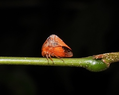Cymbomorpha