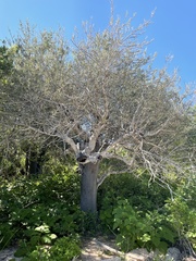 Forchhammeria watsonii